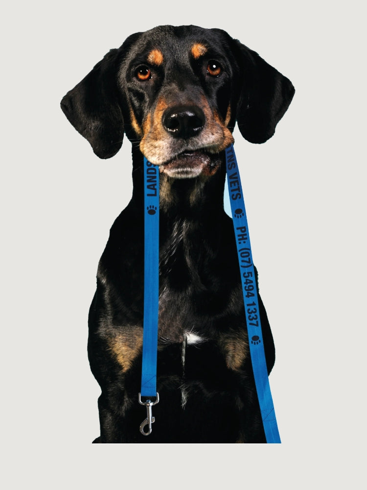 Dog Leads