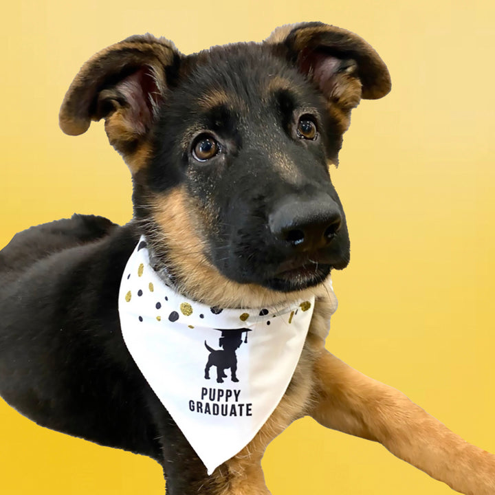 Puppy Graduate Bandana - Black &amp; Gold