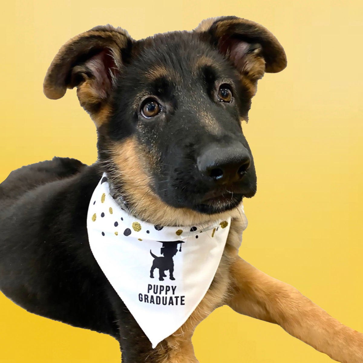 PUPPY GRADUATE BANDANAS - WHOLESALE (100 MOQ)