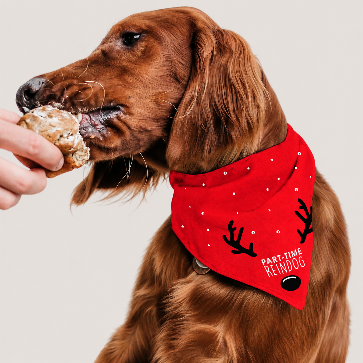 Christmas Bandana – Part-Time Reindog (10 Pack)