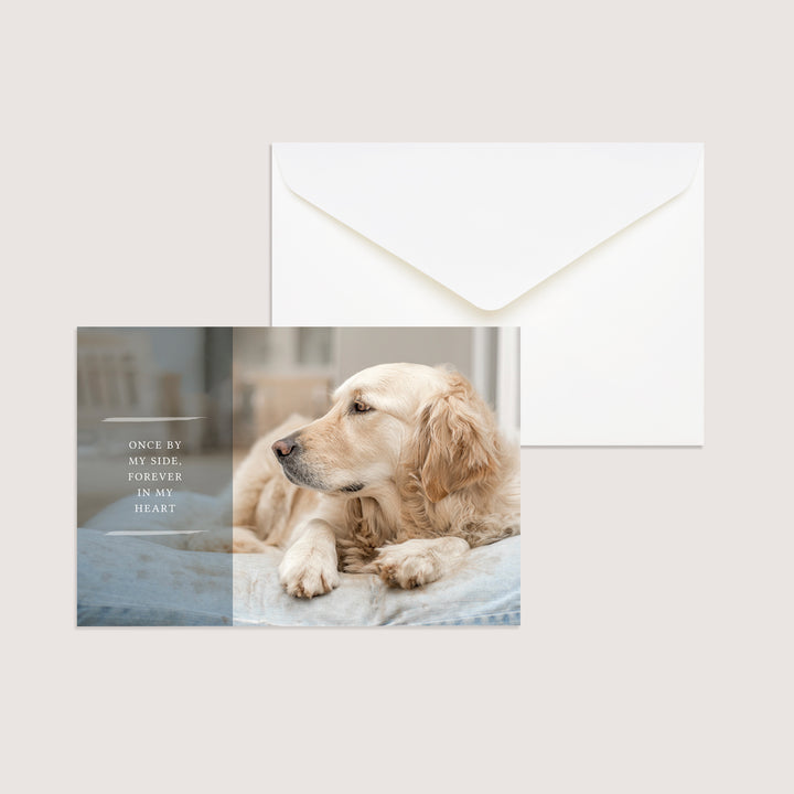 Forever Series 3 - Big Dog - PACKS