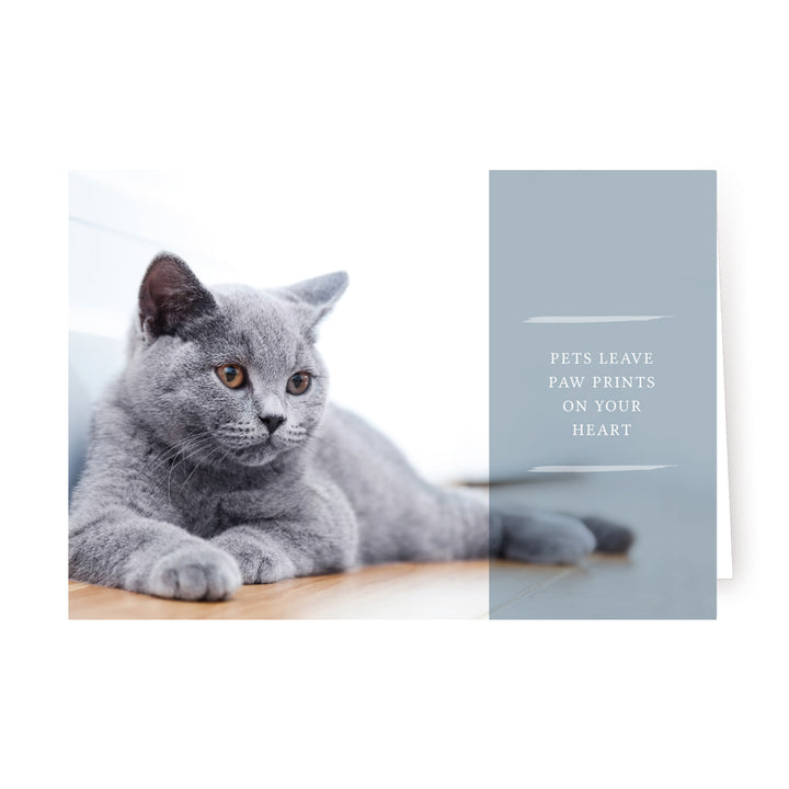 Forever Series 2 - Cat - PACKS