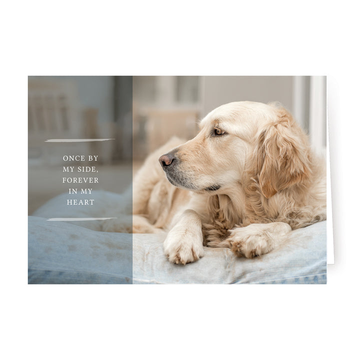 Forever Series 3 - Big Dog - PACKS