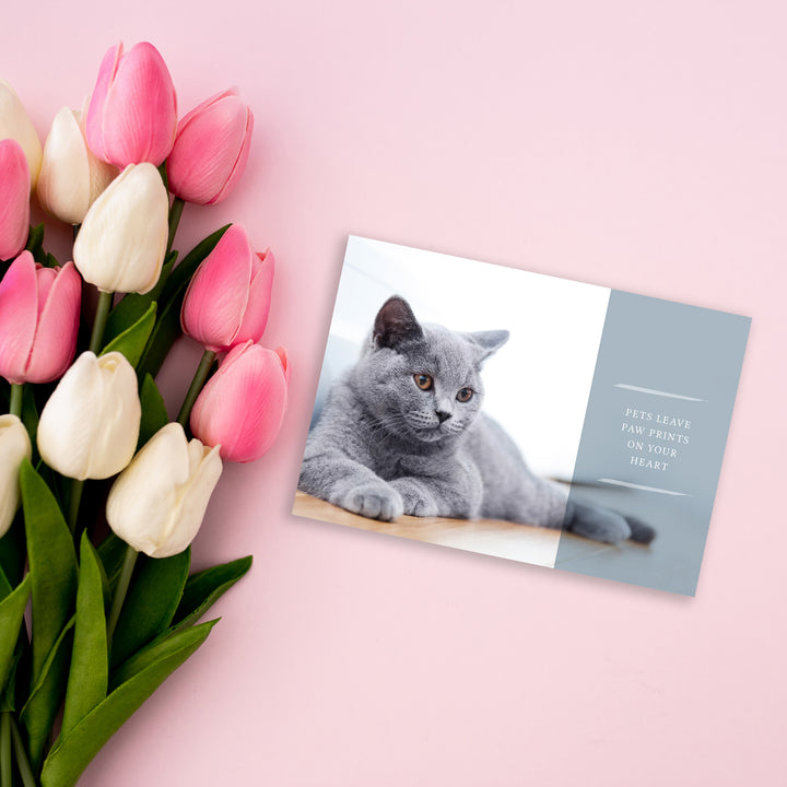 Forever Series 2 - Cat - PACKS