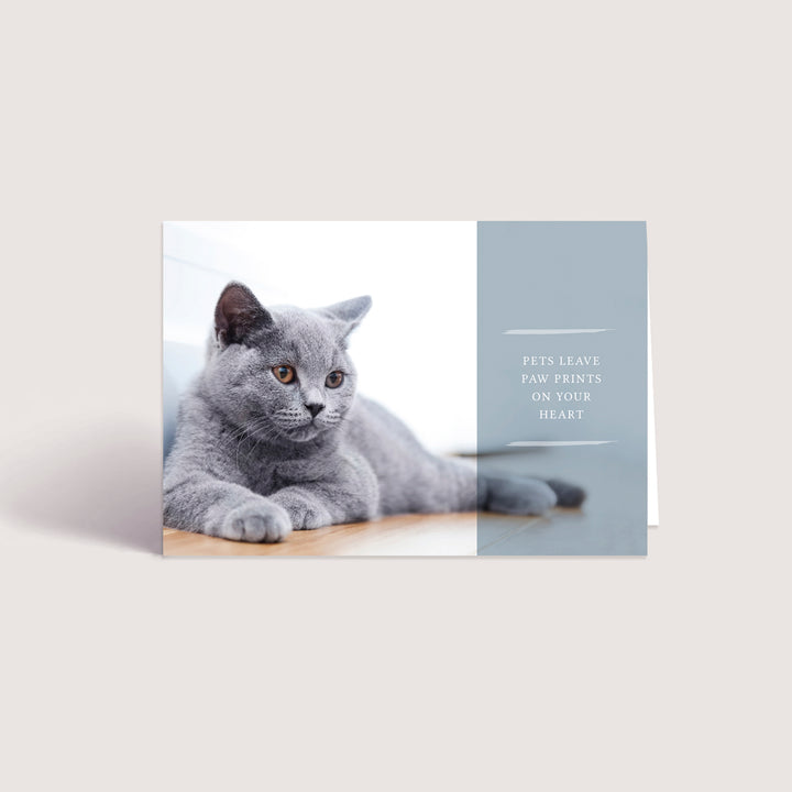 Forever Series 2 - Cat - PACKS