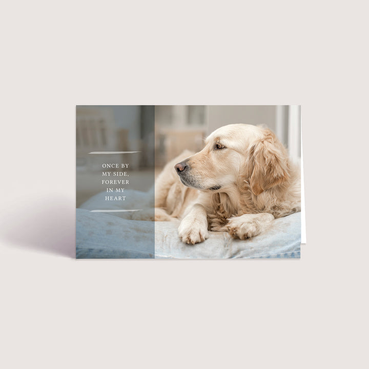 Forever Series 3 - Big Dog - PACKS