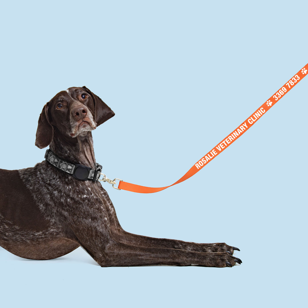 Dog Leads - Custom Screenprinted