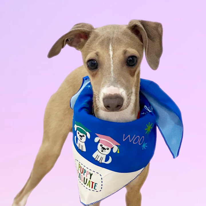 Puppy Graduate Bandana - WOO HOO