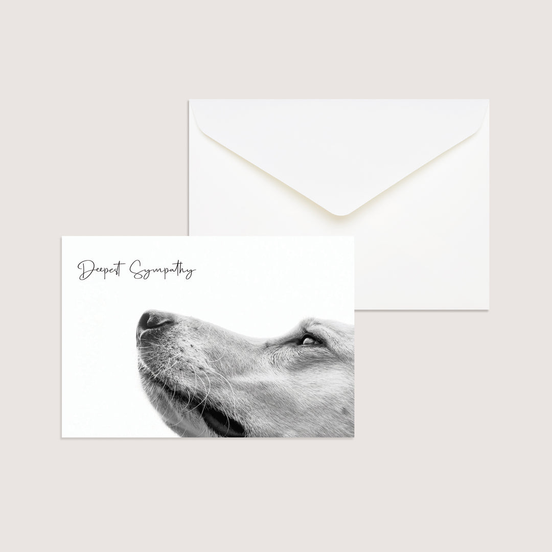 Dog Variety Pack of 100