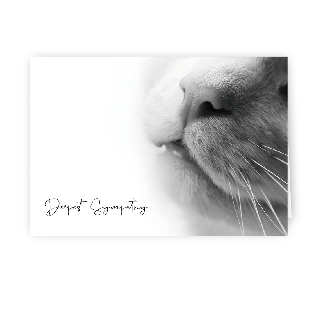 Up Close Series 2 - Cat - PACKS