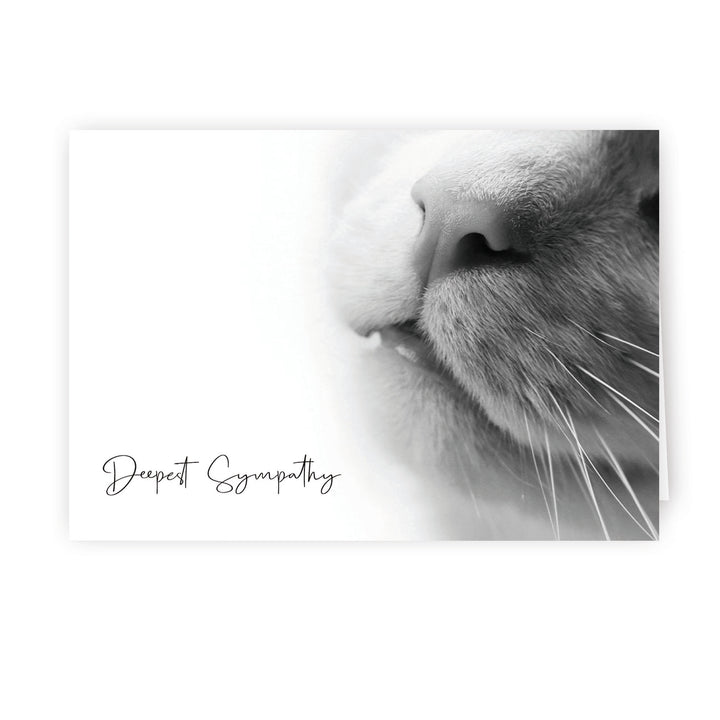 Up Close Series 2 - Cat - PACKS