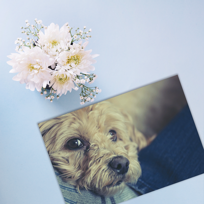 Sympathy Cards for Pets - Memories Series