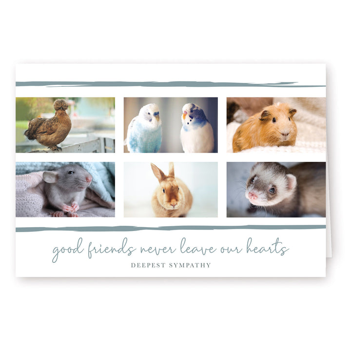 Good Friends Series 7 - Exotics - PACKS