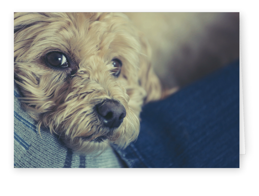 Sympathy Cards for Pets - Memories Series