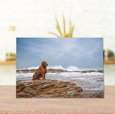 Sympathy Cards for Pets - Memories Series