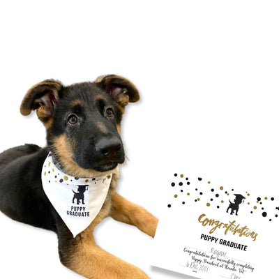 Puppy Graduate Certificate - Black & Gold